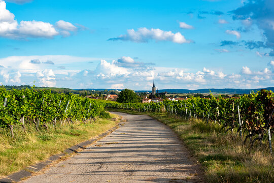 Weinfeld, Deutschland, Weinanbau, Weinbau, Franken, Iphofen