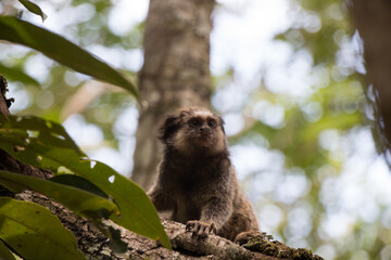 marmoset in tree