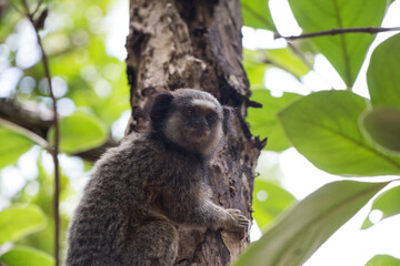 Marmoset climbing tree