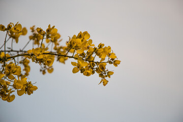 yellow flower cluster