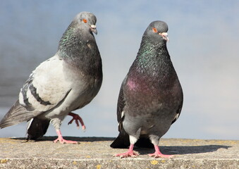 Obraz premium a grey dove basking in the sun