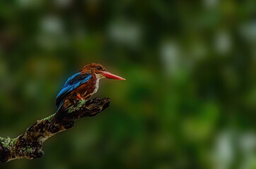 White-throated kingfisher