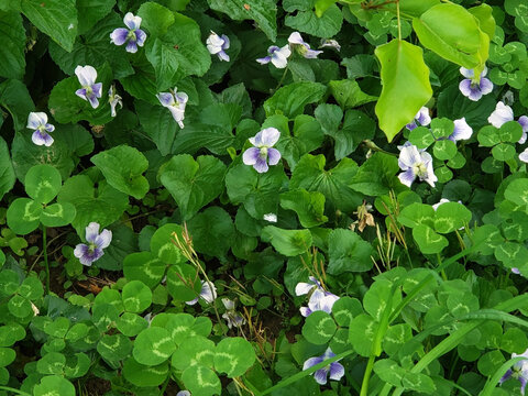 Viola sororia common blue violet meadow purple woolly hooded wood purple flower closeup