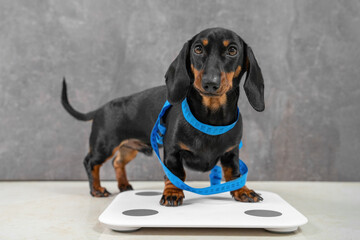 Cute dachshund puppy wants good shape so follows diet and leads active lifestyle. Dog is wrapped in centimeter and stands on scales to make measurements before fitness marathon.