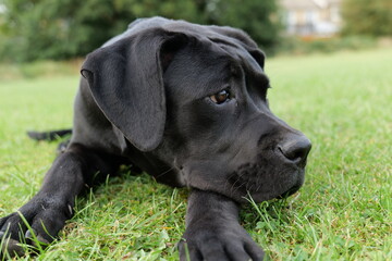 Black Cane Corso puppy