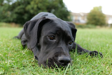 Black Cane Corso puppy 