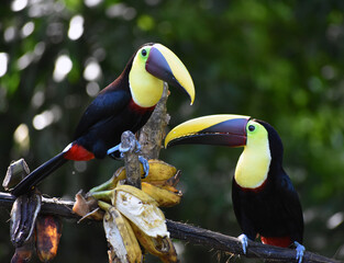 Love Birds in Paradise: Costa Rica 