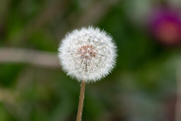 dandelion