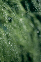 Close up an asparagus branch with buble bokeh background.