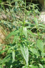 Fresh green Andrographis paniculata plant in nature garden