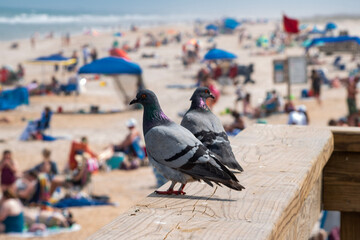 pigeons in the beach