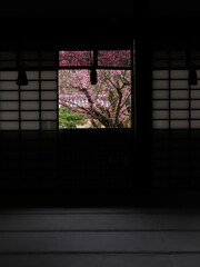 京都にあるお寺で咲いている梅の花