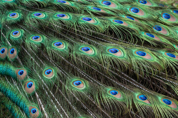 Fototapeta premium peacock with feathers