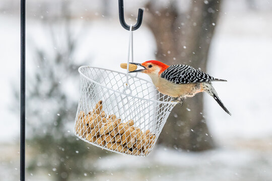 A Red Bellied Woodpecker selecting peanuts from a basket during a snowstorm.
