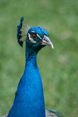 Fototapeta premium close up of peacock