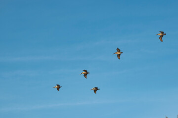 flying birds on sky