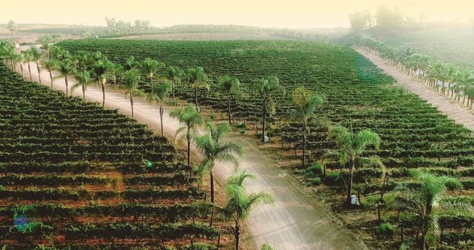 Aerial of Ripe Grape Vineyard. Temecula Wine Country California, United States.