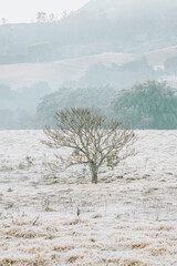 Morning Winter Rural landscape and forest in Brazil 2021
