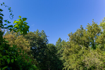 trees and sky