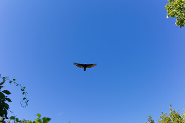 birds in the sky