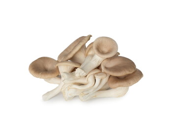 Indian Oyster Mushroom (Phoenix Mushroom or Lung Oyster) isolated on white background.