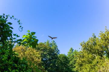 bird on a branch
