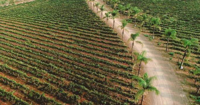 4K Aerial Vineyard Video of Ripe Harvest Grapes on the Vine. Temecula Wine Country California, United States.