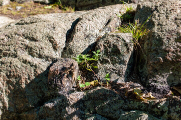 stone wall