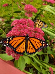monarch butterfly on flower