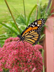 butterfly on flower