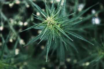 Cannabis. Hemp leaves. Hemp background. (selective focus)