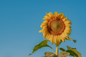 Sunflowers over blue sky background. Sunflower field landscape, bright yellow petals with green leaves. Close Up