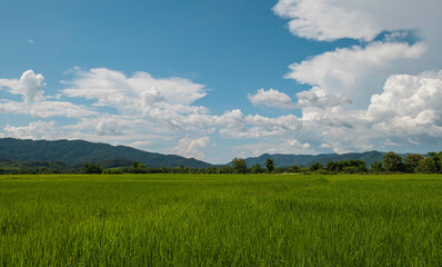 Green rice field and sky background. countryside landscape in Thailand