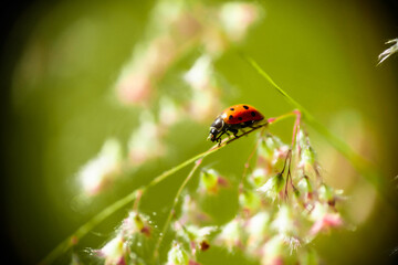 Catarina, ladybug