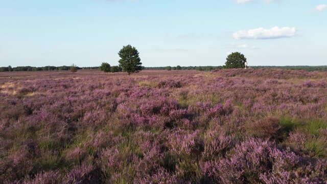 Wide drone shot flying slowly over a purple heather field at the start of fall. Tracking low and steady.