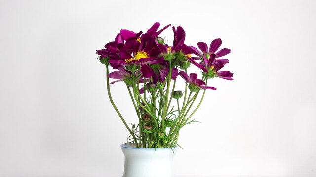 A bouquet of beautiful summer flowers kosmeya unfolds on a white background. Purple flowers close-up. Cosmos flower footage in High quality 4k.