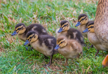 Mallard mother duck and ducklings