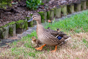 Mallard mother duck and ducklings