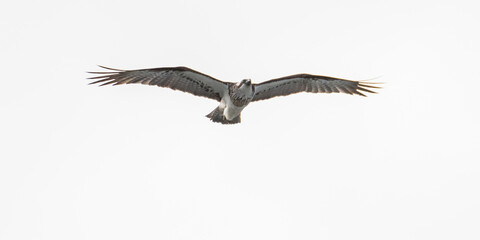 Eastern Osprey flying near its nest in the lighting tower