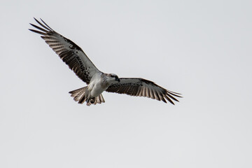 Eastern Osprey flying near its nest in the lighting tower