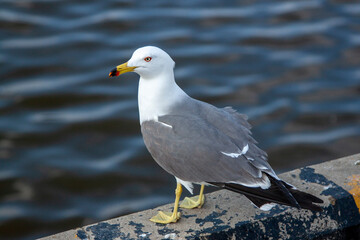 seagull
