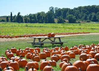 field of pumpkins