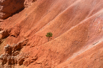 Bryce Canyon National Park, Utah USA. Lonely tree at canyon. Formations of rocks, background, pattern and texture.