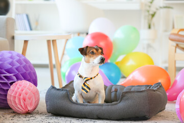 Adorable dog celebrating birthday at home