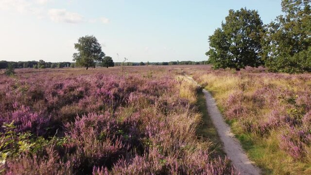 Drone flies low over blooming purple heather along a trail in early fall. Beautiful countryside view.