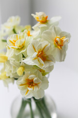 Fototapeta na wymiar white spring daffodils