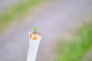 棒の穴の中で成長するど根性草
