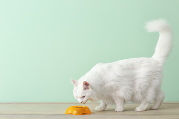 Cute cat eating food from bowl at home