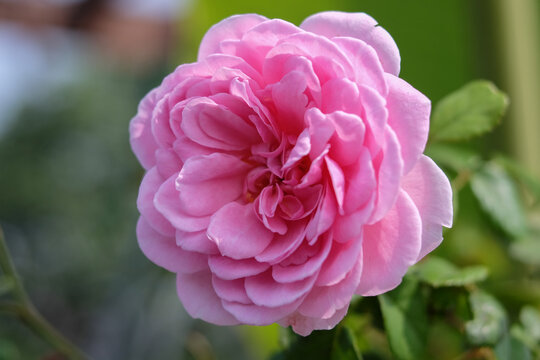 รูปภาพRoes-Flower – เลือกดูภาพถ่ายสต็อก เวกเตอร์ และวิดีโอ241 | Adobe Stock
