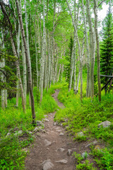 Hiking trail through a lush aspen forest